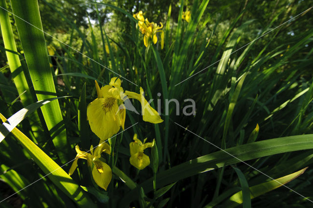 Gele lis (Iris pseudacorus)