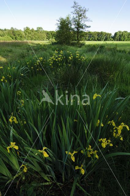 Gele lis (Iris pseudacorus)