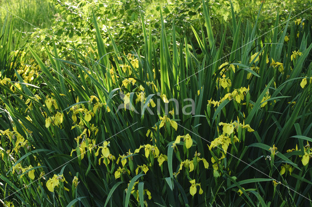 Gele lis (Iris pseudacorus)