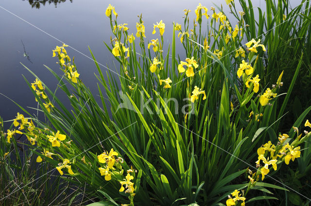 Gele lis (Iris pseudacorus)