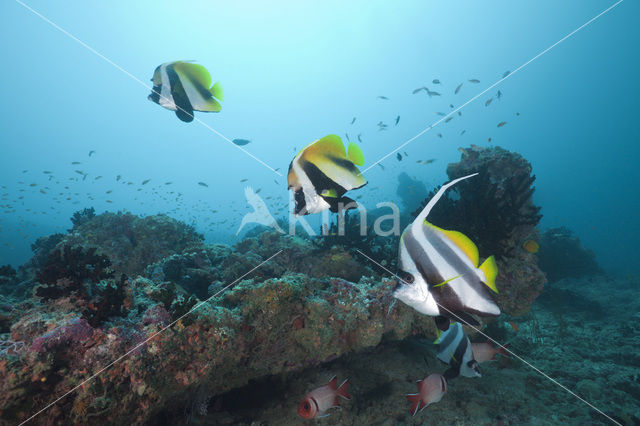 Masked bannerfish (Heniochus monoceros)