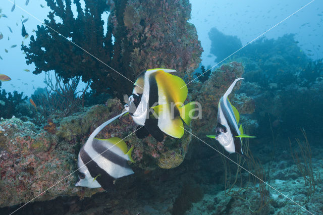Masked bannerfish (Heniochus monoceros)