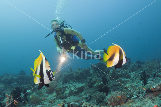 Masked bannerfish (Heniochus monoceros)