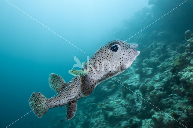 Spot-fin porcupinefish (Diodon hystrix)