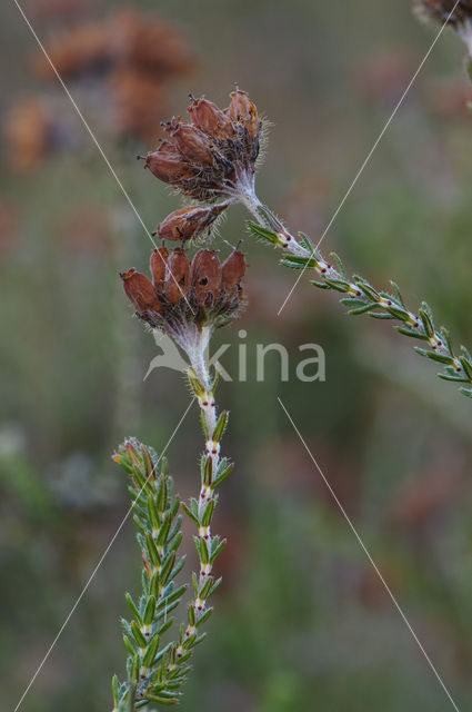 Cross-leaved Heather (Erica tetralix)