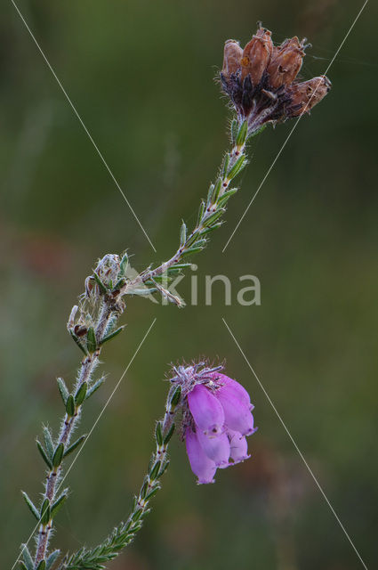 Cross-leaved Heather (Erica tetralix)