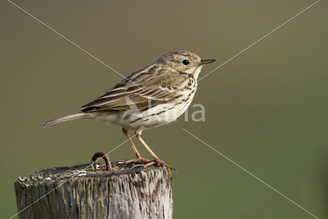 Meadow Pipit (Anthus pratensis)