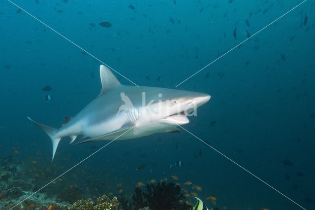 Gray Reef Shark (Carcharhinus amblyrhynchos)