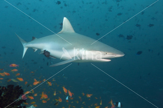 Gray Reef Shark (Carcharhinus amblyrhynchos)