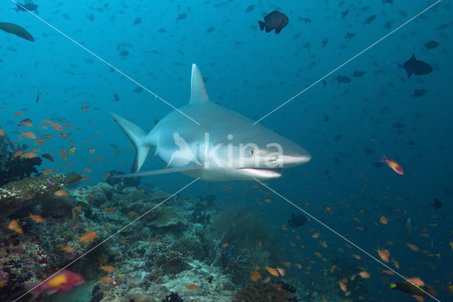 Gray Reef Shark (Carcharhinus amblyrhynchos)