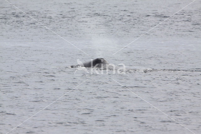 Groenlandse walvis (Balaena mysticetus)