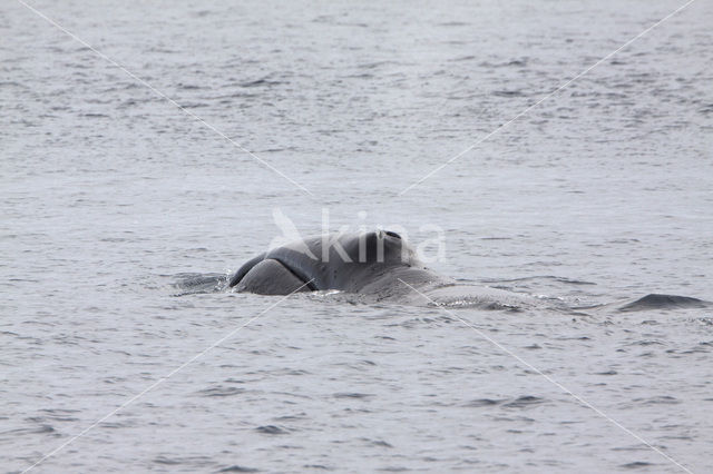 Groenlandse walvis (Balaena mysticetus)