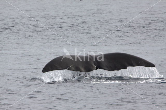 Groenlandse walvis (Balaena mysticetus)