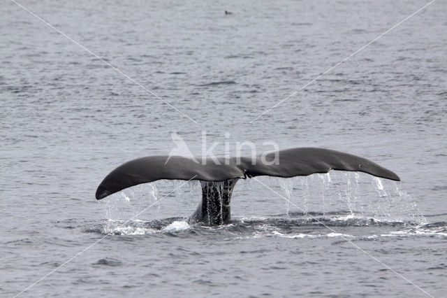 Groenlandse walvis (Balaena mysticetus)