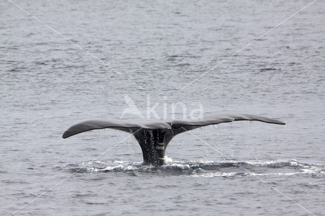 Groenlandse walvis (Balaena mysticetus)