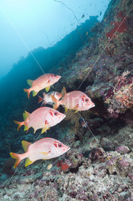 Giant squirrelfish (Sargocentron spiniferum)