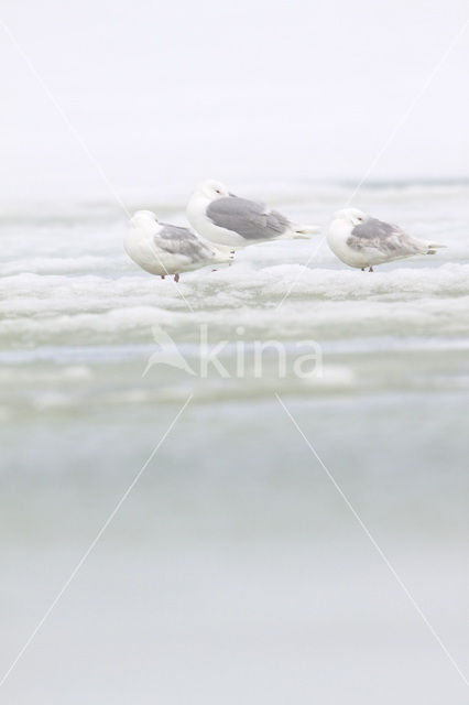 Glaucous Gull (Larus hyperboreus)