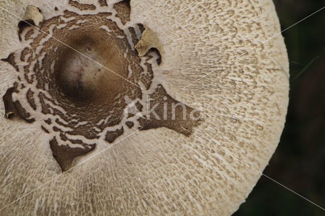 Grote parasolzwam (Macrolepiota procera)