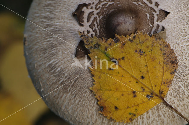 Grote parasolzwam (Macrolepiota procera)