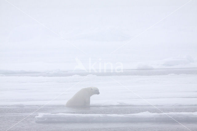 IJsbeer (Ursus maritimus)