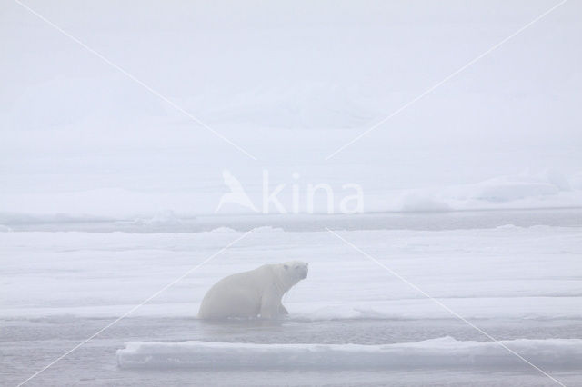 Polar bear (Ursus maritimus)