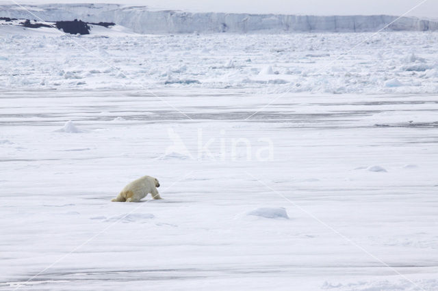 Polar bear (Ursus maritimus)