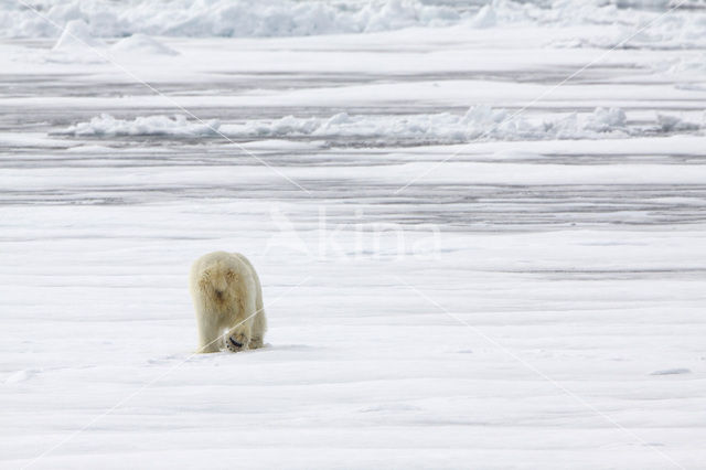 Polar bear (Ursus maritimus)