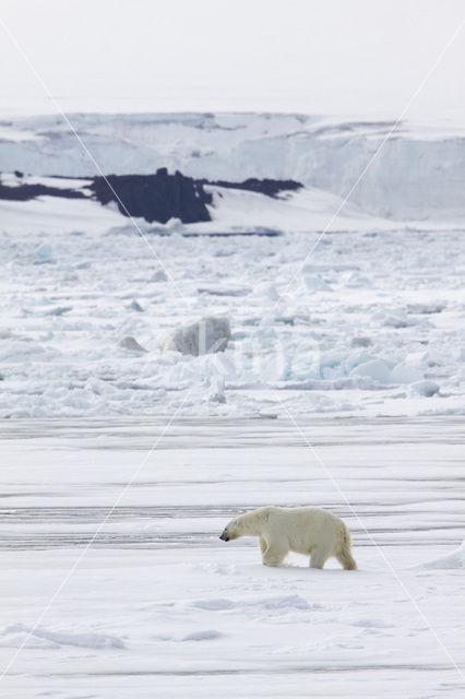 Polar bear (Ursus maritimus)