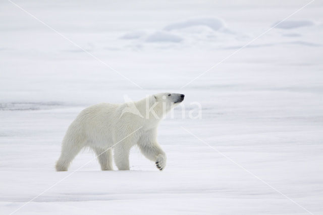 Polar bear (Ursus maritimus)