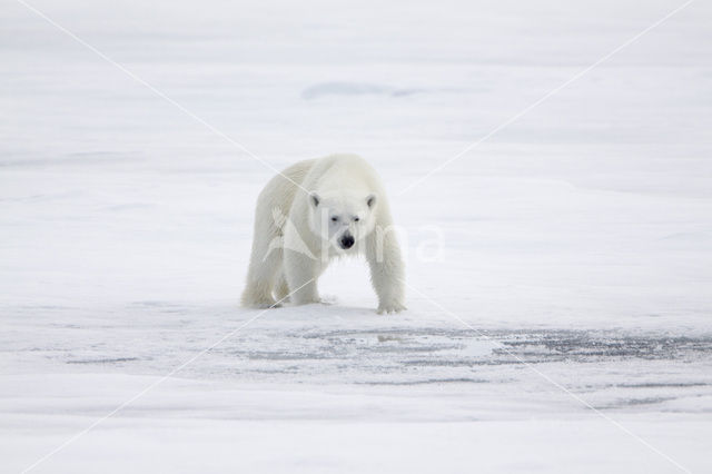 Polar bear (Ursus maritimus)