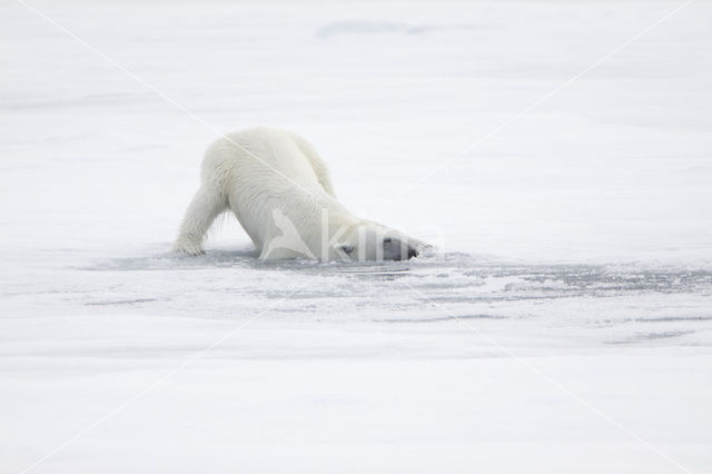 Polar bear (Ursus maritimus)