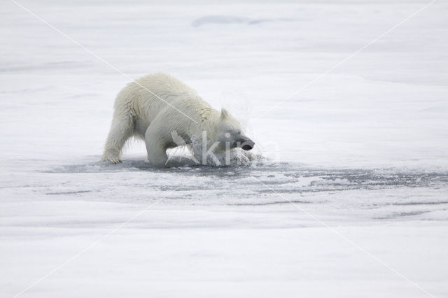 Polar bear (Ursus maritimus)