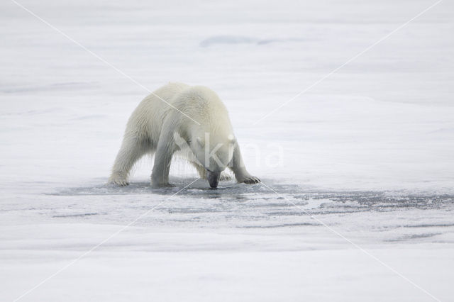 Polar bear (Ursus maritimus)