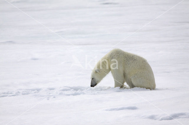 Polar bear (Ursus maritimus)