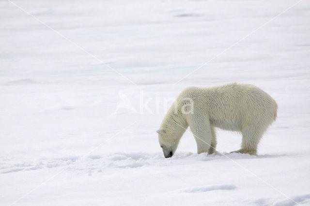 Polar bear (Ursus maritimus)