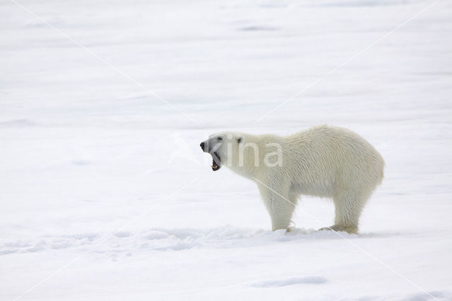 Polar bear (Ursus maritimus)