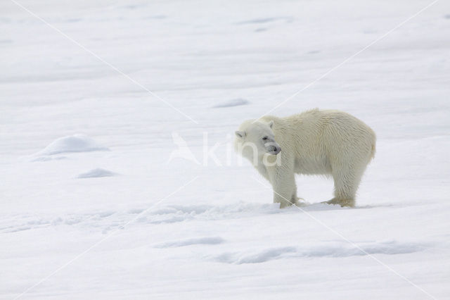 Polar bear (Ursus maritimus)