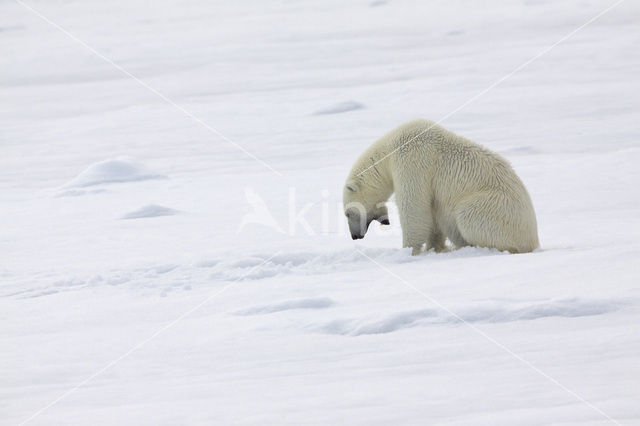 Polar bear (Ursus maritimus)