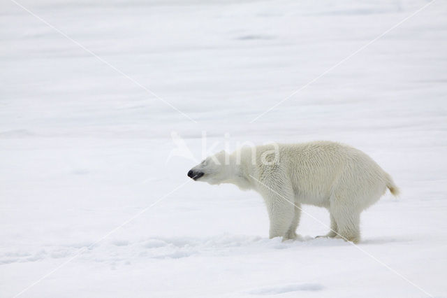 Polar bear (Ursus maritimus)