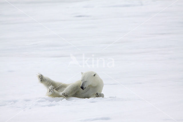 Polar bear (Ursus maritimus)