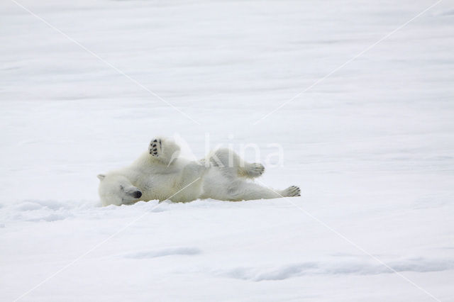 Polar bear (Ursus maritimus)