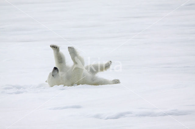 Polar bear (Ursus maritimus)