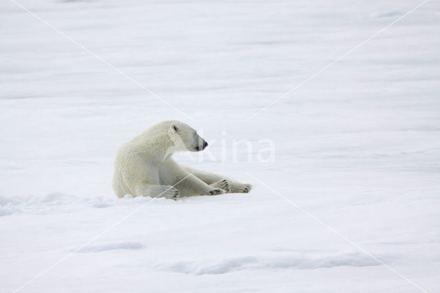 IJsbeer (Ursus maritimus)