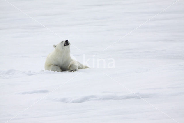 Polar bear (Ursus maritimus)