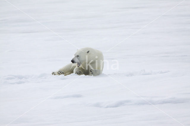 Polar bear (Ursus maritimus)