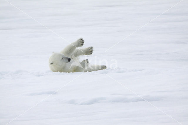 Polar bear (Ursus maritimus)