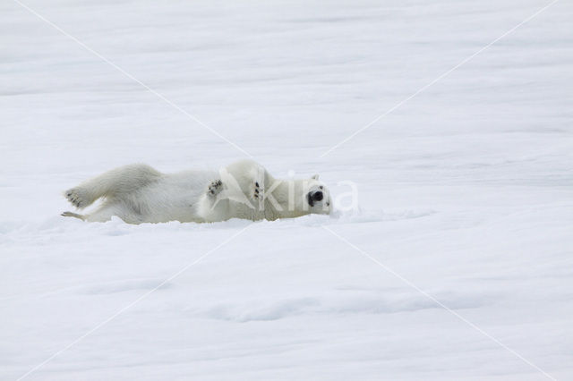 Polar bear (Ursus maritimus)