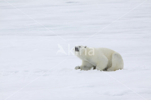 Polar bear (Ursus maritimus)