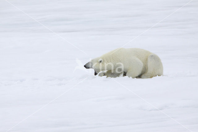 Polar bear (Ursus maritimus)