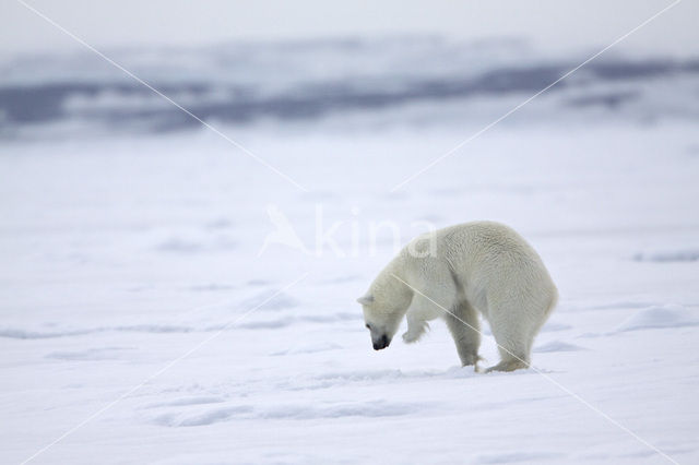 Polar bear (Ursus maritimus)